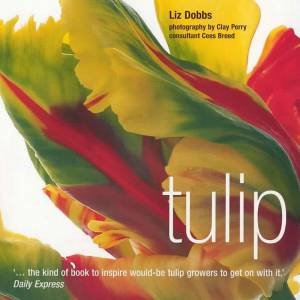 Tulip by Liz Dobbs