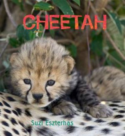 Eye on the Wild Cheetah by Suzi Esztherhas