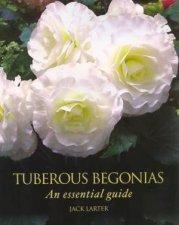 Tuberous Begonias an Essential Guide