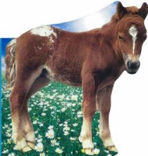 Farm Friends Foal