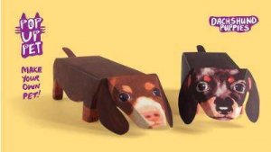 Pop Up Pet Dachsund Puppies by Steve Kamlish