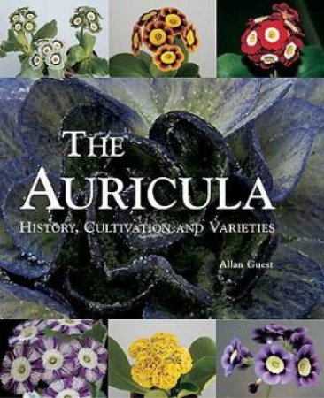 Auricula: History, Cultivation And Varieties by Allan Guest