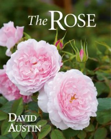 The Rose by David Austin