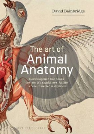 The Art Of Animal Anatomy by David Bainbridge