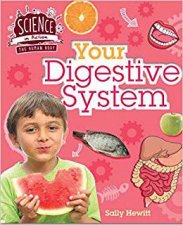 Human Body Your Digestive System