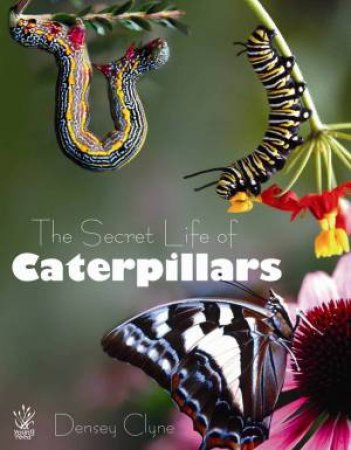 The Secret Life of Caterpillars by Densey Clyne