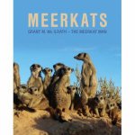 Meerkats