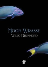 Moon Wrasse