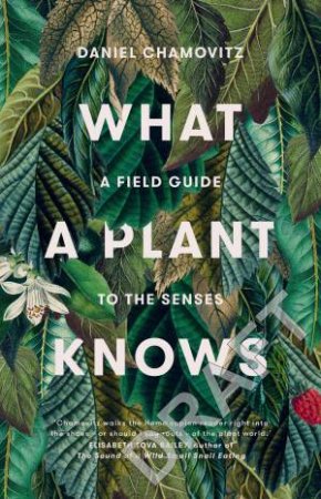 What A Plant Knows: A Field Guide To The Senses by Daniel Chamovitz