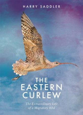 The Eastern Curlew by Harry Saddler