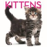 Kittens Cubebook