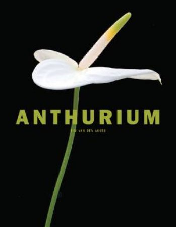 Anthurium by AKKER PIM VAN DEN